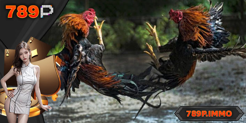 Các điều cần quan tâm khi tham gia đá gà đòn