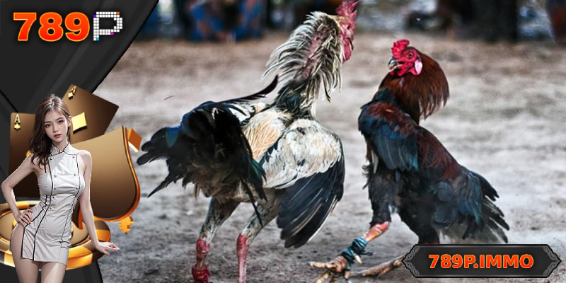 Các trò chơi đá gà người chơi lựa chọn nhiều nhất