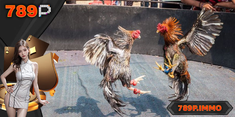 FAQs về trò chơi đá gà chọi C1