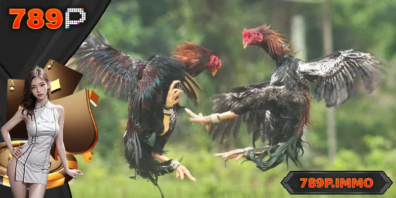 Giới thiệu về trò chơi đá gà Thomo