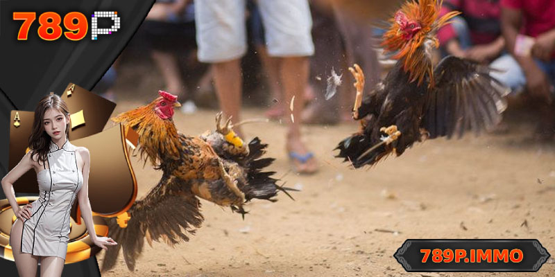 Hướng dẫn cách cá cược đá gà