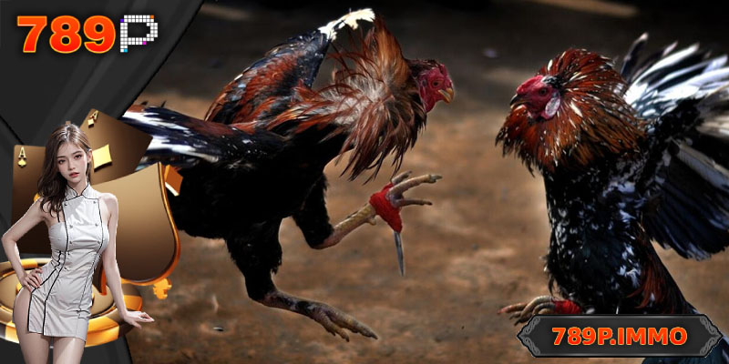 Lợi thế khi tham gia đặt cược đá gà online