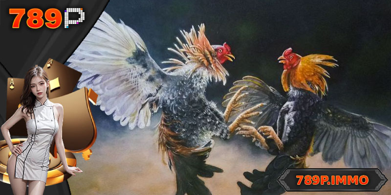 Lý do đá gà Thomo được người chơi ưa chuộng