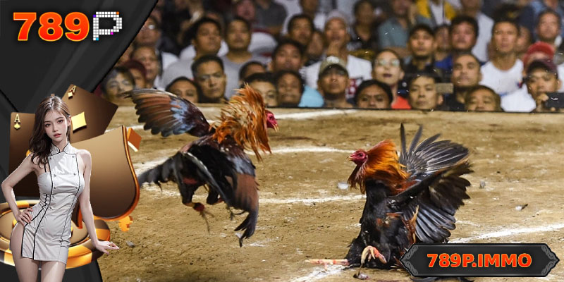 Quy trình tham gia đặt cược đá gà C1 trực tuyến