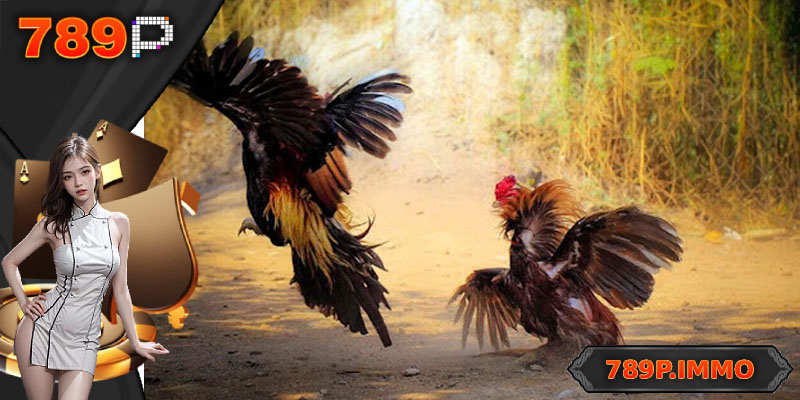 Tại sao nhiều người lại lựa chọn cá cược đá gà chọi C1