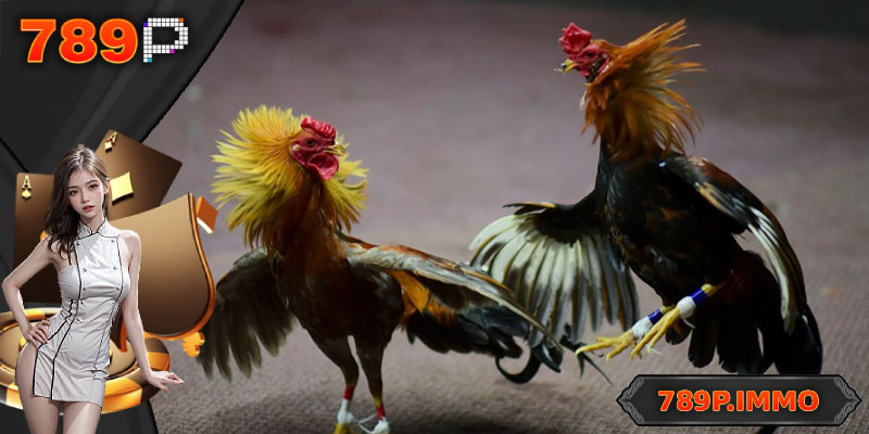 Thể lệ và hình thức tranh tài gà đòn