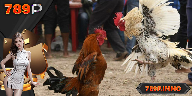 Tổng quan về đá gà 789P