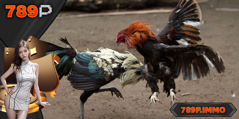 Tổng quan về đá gà đòn